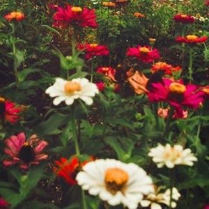 Meet your Posher, Miranda